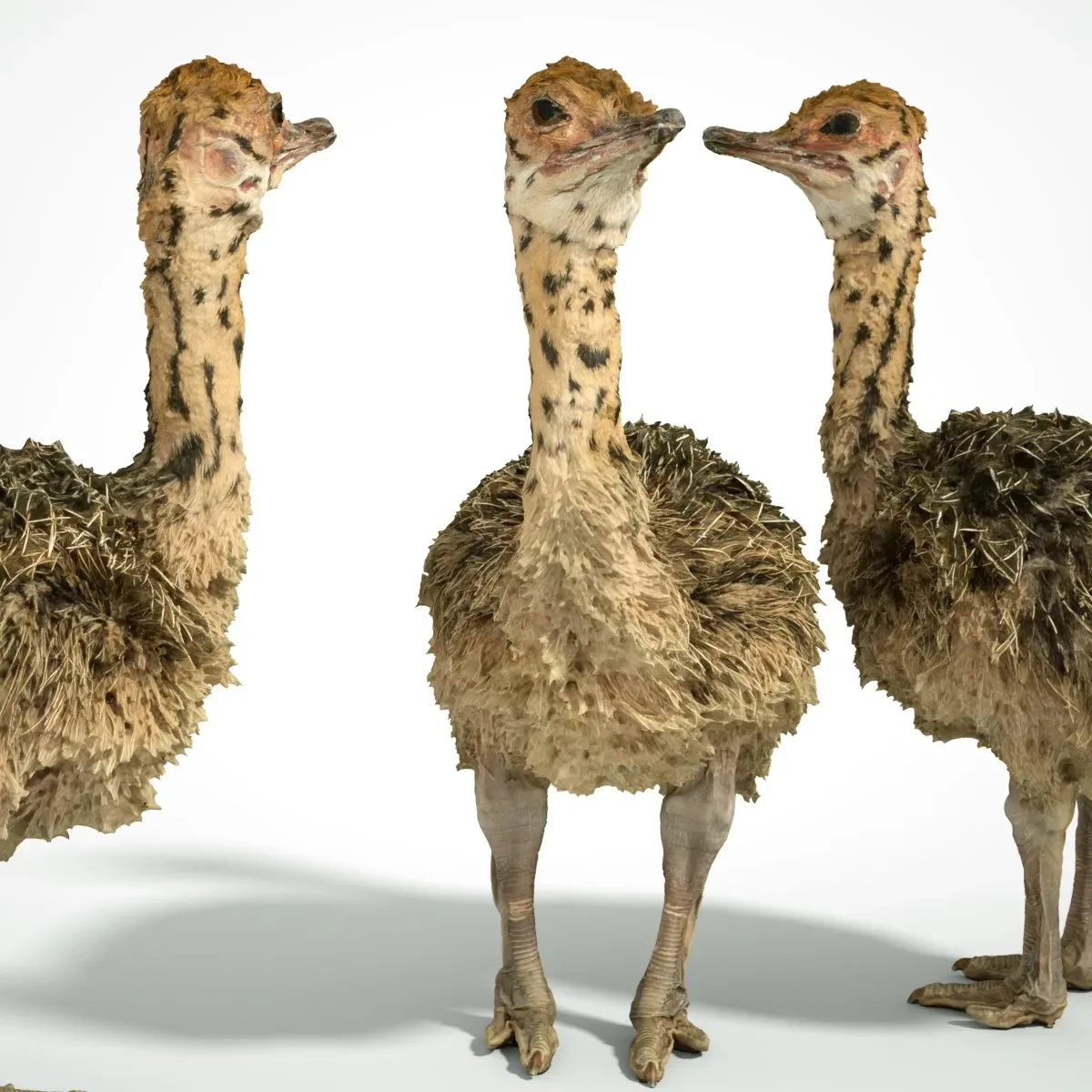 Ostrich Struthio Camelus Struisvogel Baby