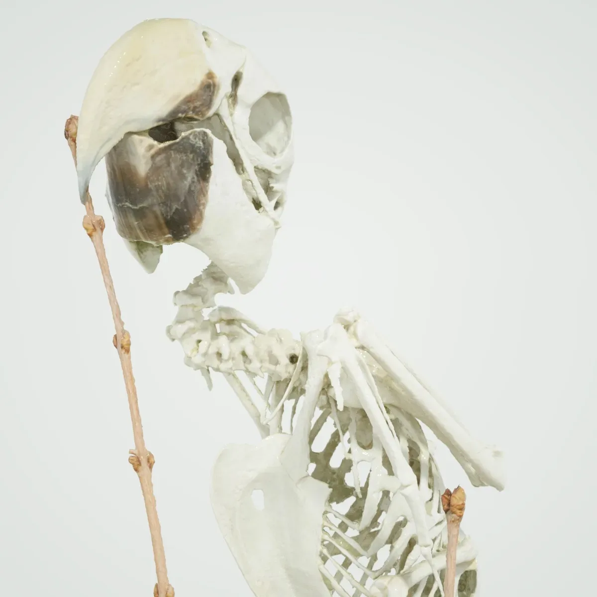 Parrot Skeleton Psittacines