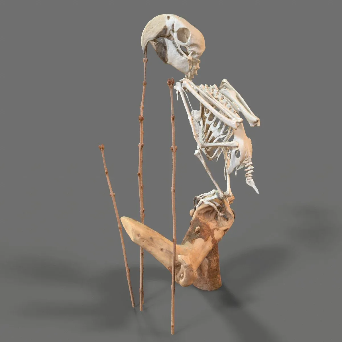 Parrot Skeleton Psittacines
