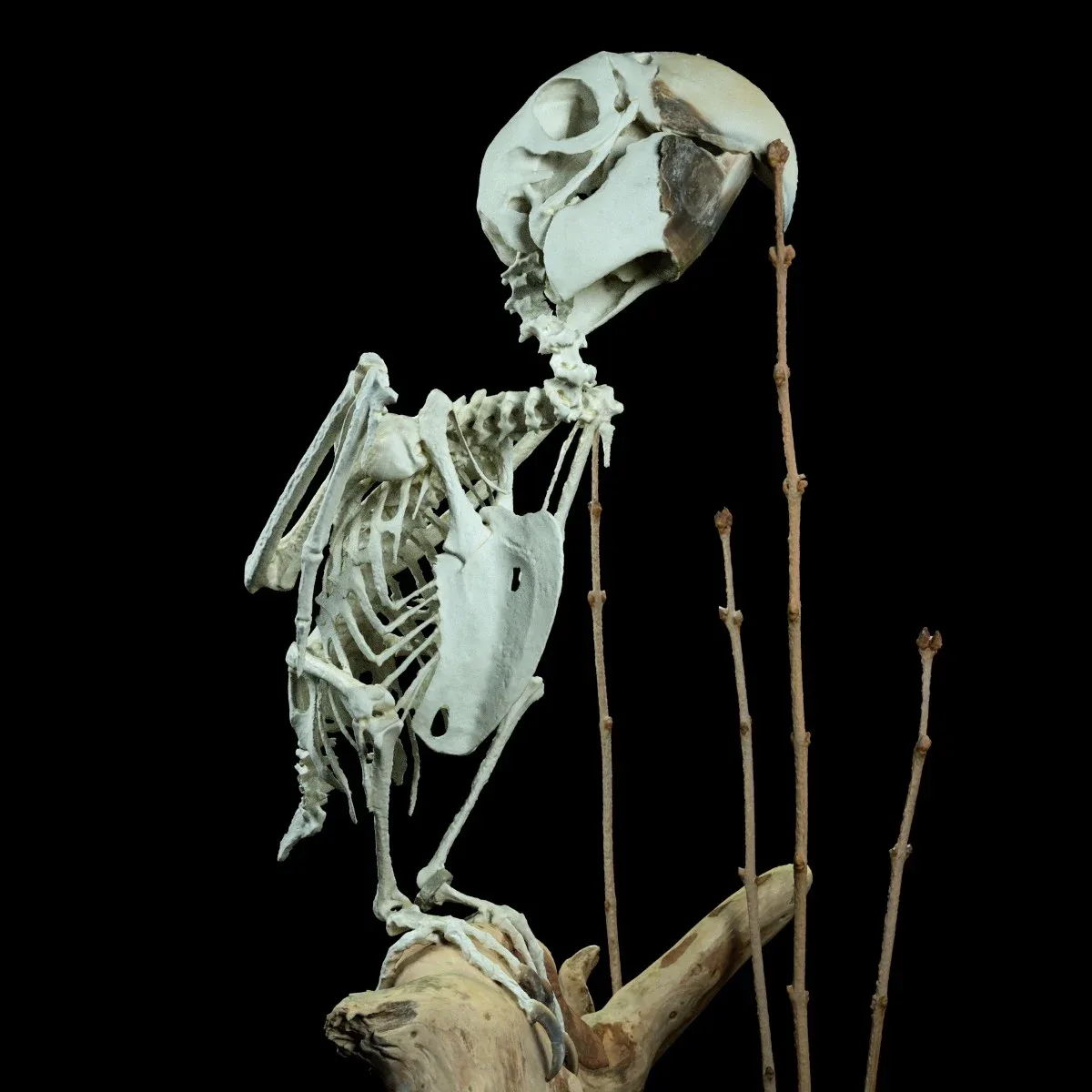 Parrot Skeleton Psittacines