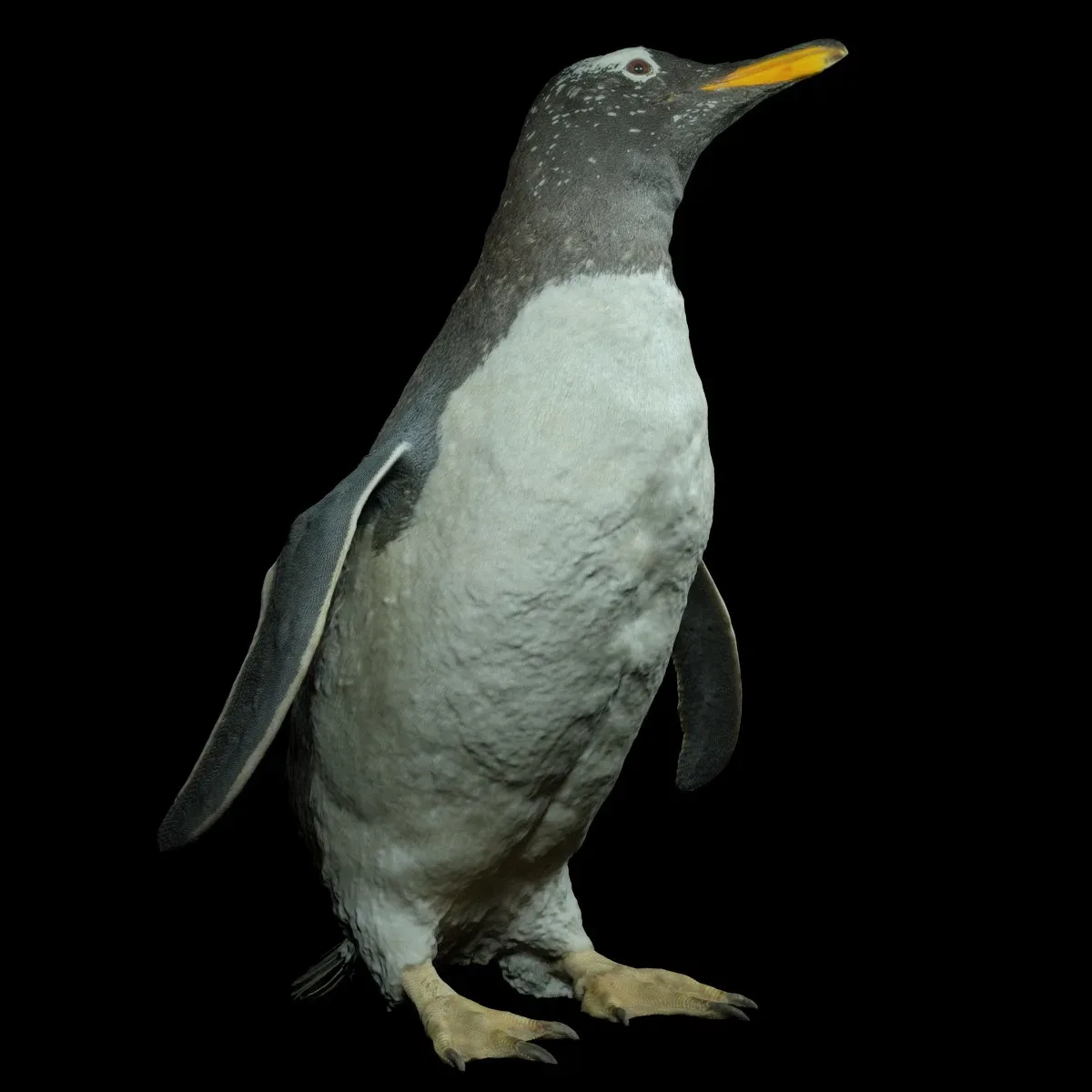 Penguin Aquatic Bird Sphenisciformes Spheniscidae