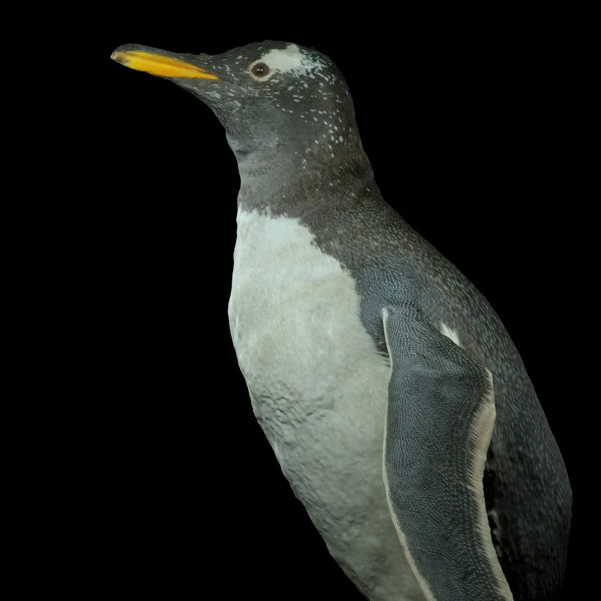 Penguin Aquatic Bird Sphenisciformes Spheniscidae