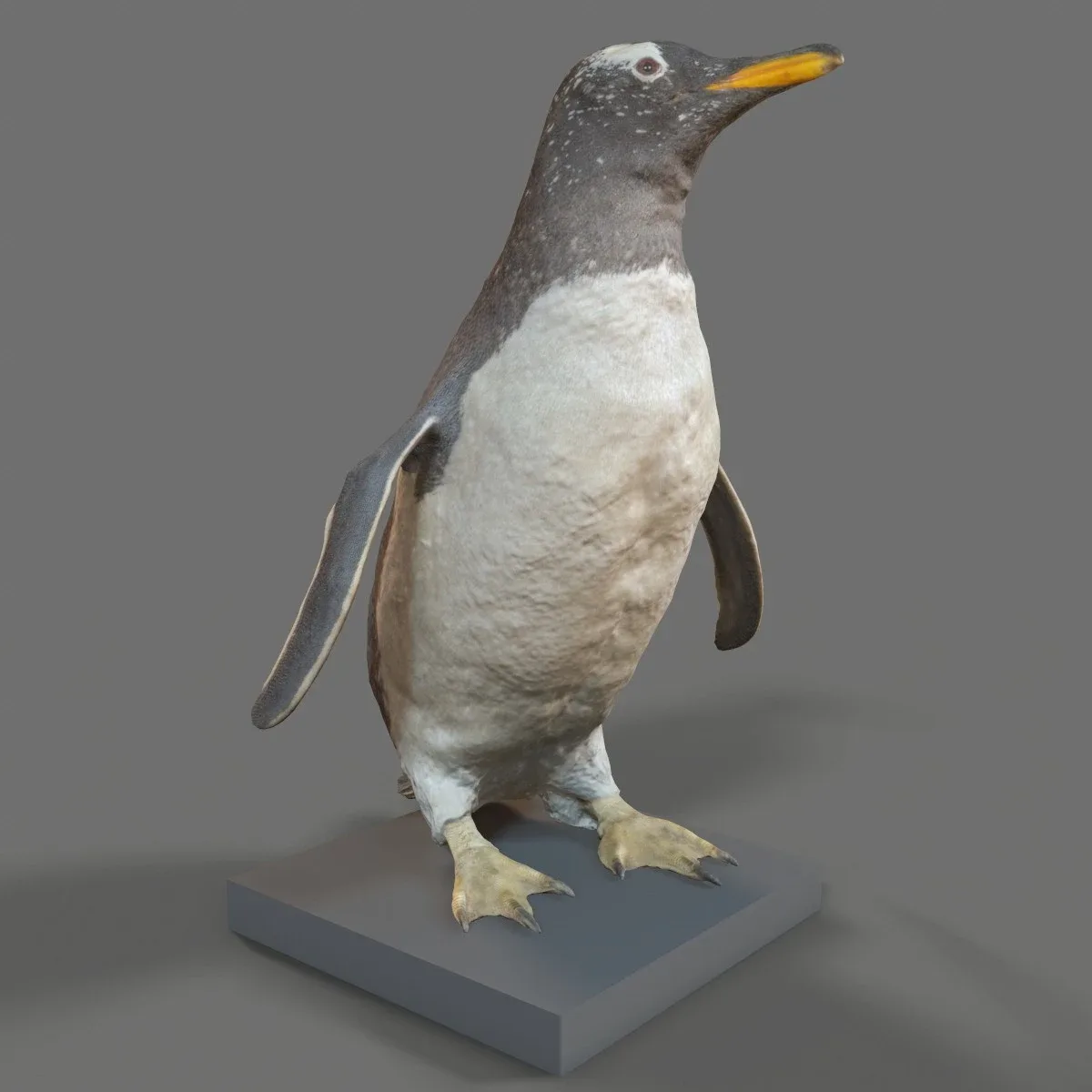 Penguin Aquatic Bird Sphenisciformes Spheniscidae