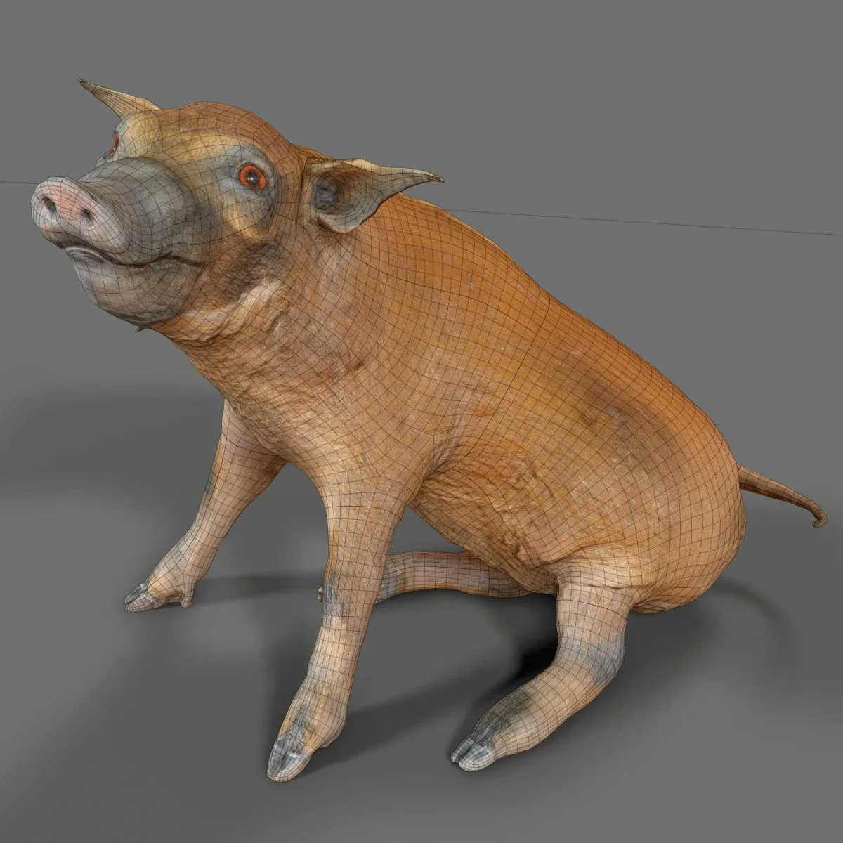 Penseelzwijntje Red River Hog Pig Potamochoerus Porcus