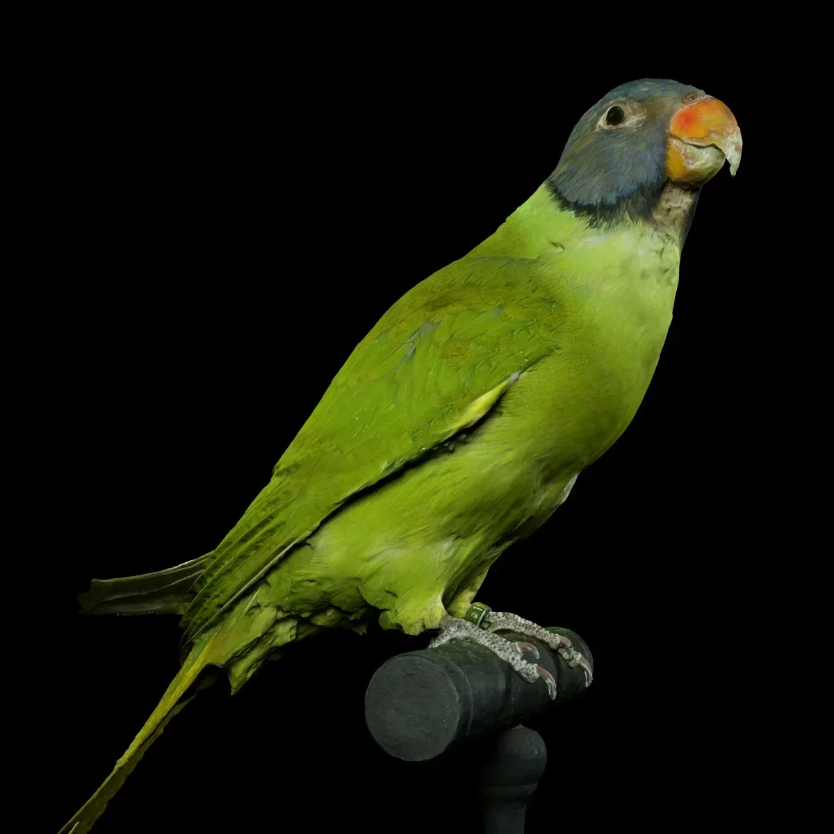 Pruimentop Bird