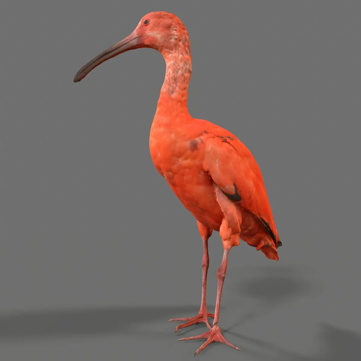 Rode Ibis Eudocimus Ruber Lepelaar Threskiornithidae