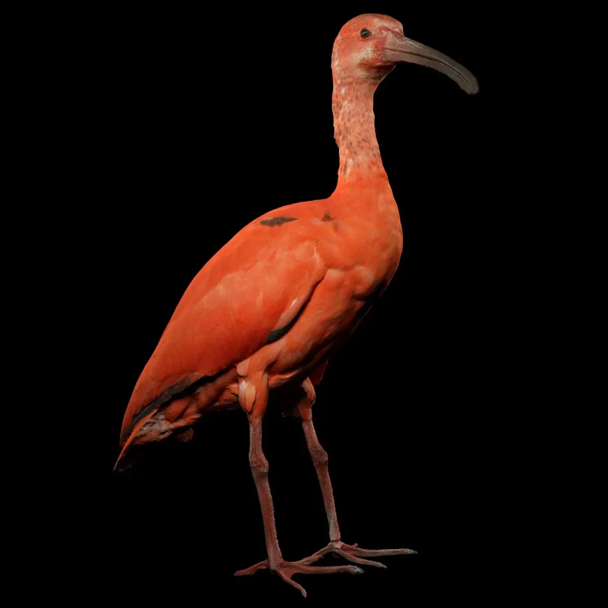 Rode Ibis Eudocimus Ruber Lepelaar Threskiornithidae