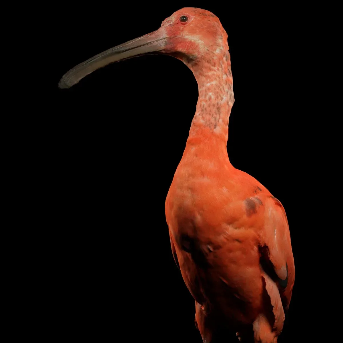 Rode Ibis Eudocimus Ruber Lepelaar Threskiornithidae