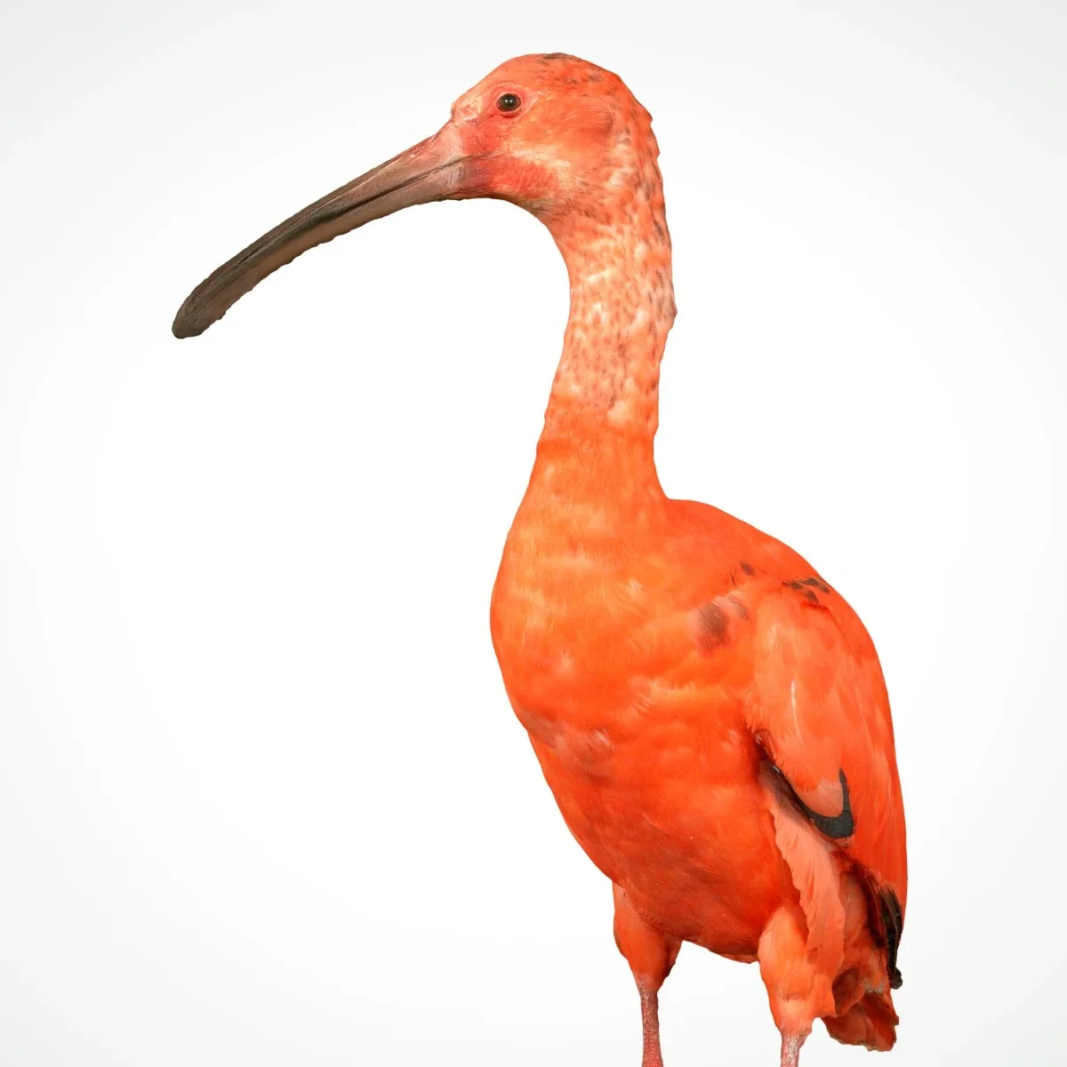 Rode Ibis Eudocimus Ruber Lepelaar Threskiornithidae