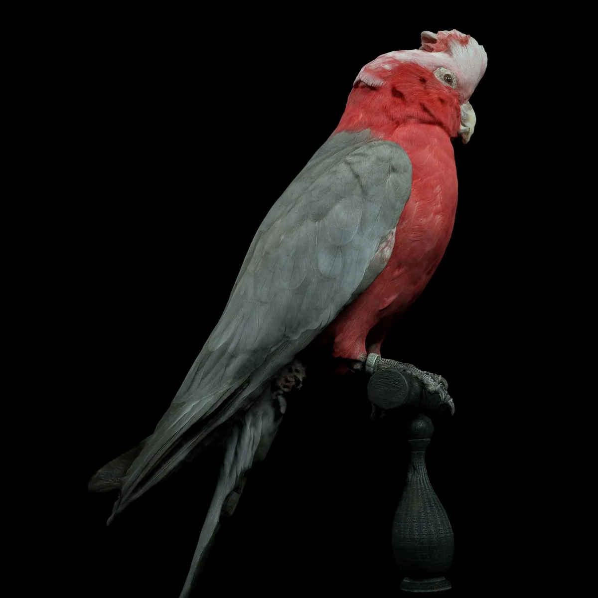 Roze Kaketoe Eolophus Roseicapilla Bird