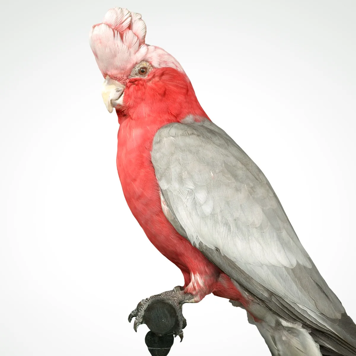 Roze Kaketoe Eolophus Roseicapilla Bird