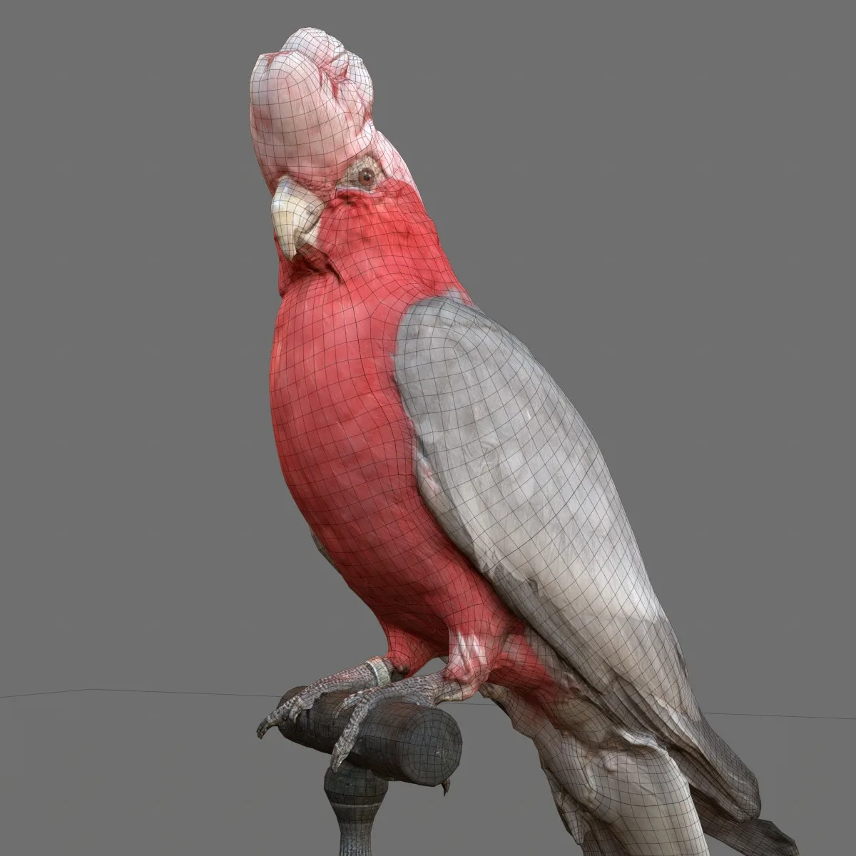 Roze Kaketoe Eolophus Roseicapilla Bird