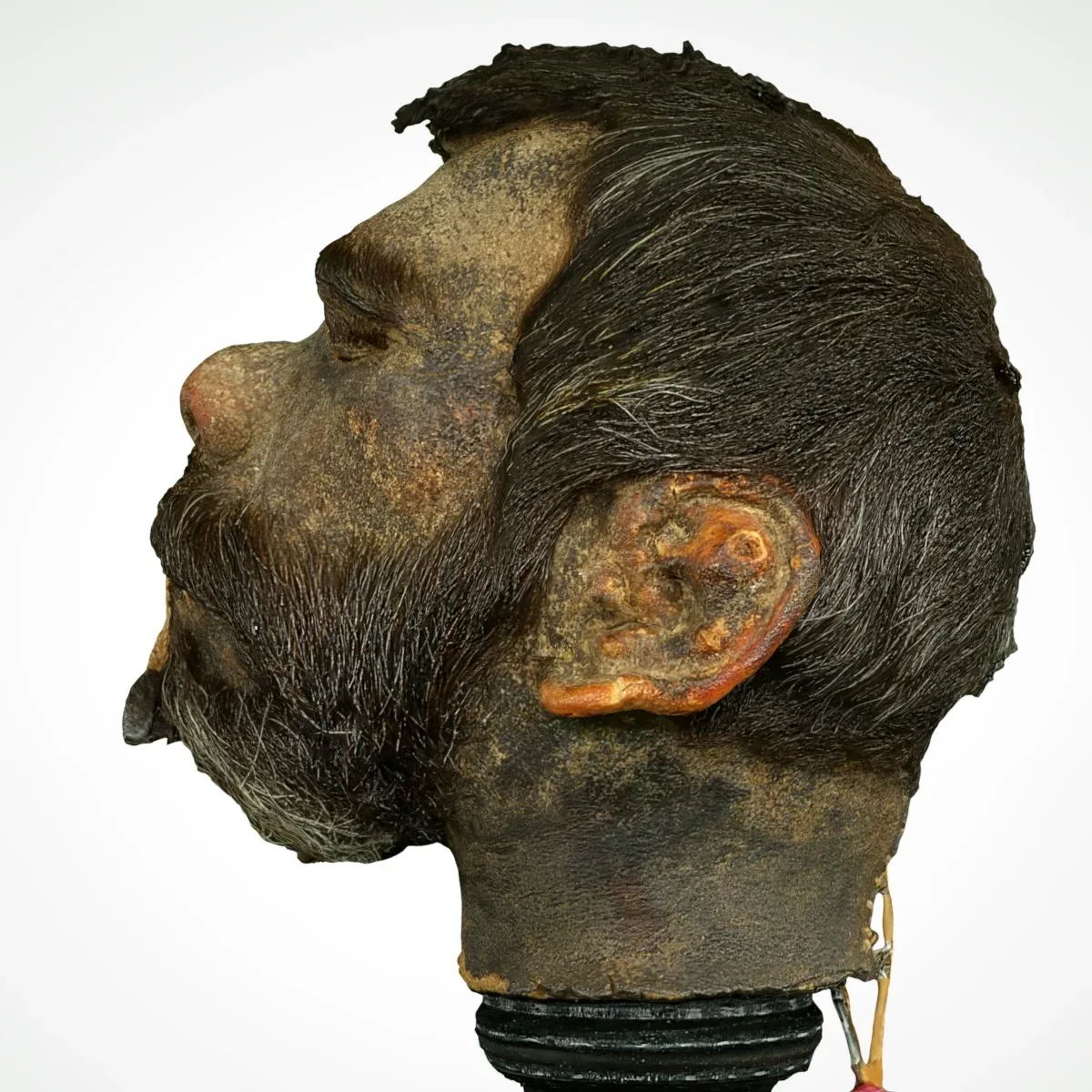 Shrunken Head