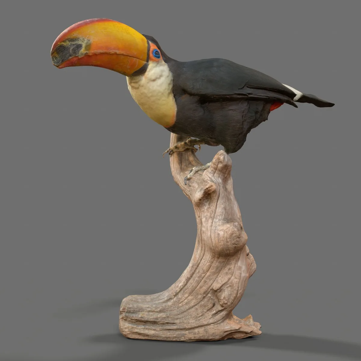 Toekan Ramphastidae Toucan Tucana Tucan