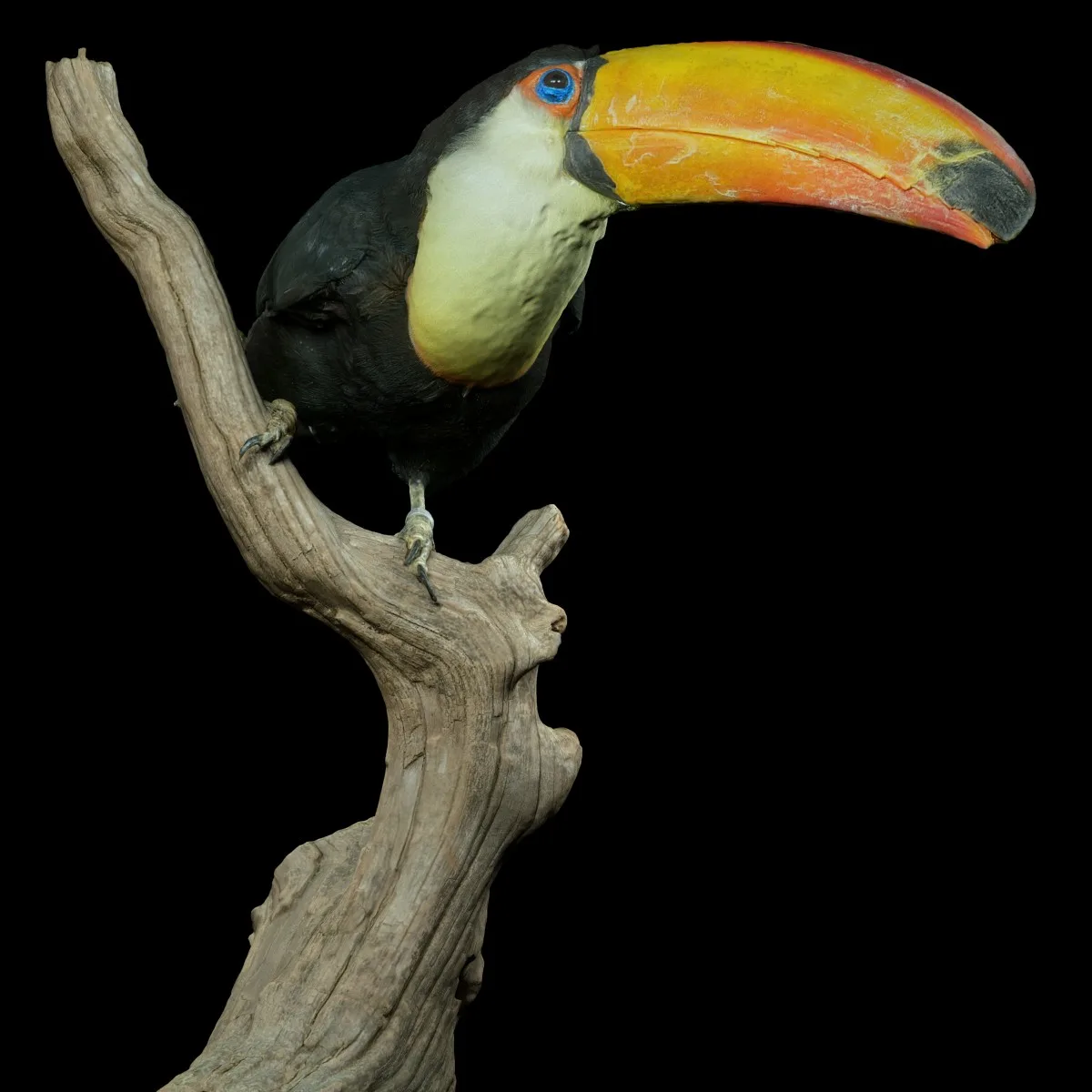 Toekan Ramphastidae Toucan Tucana Tucan