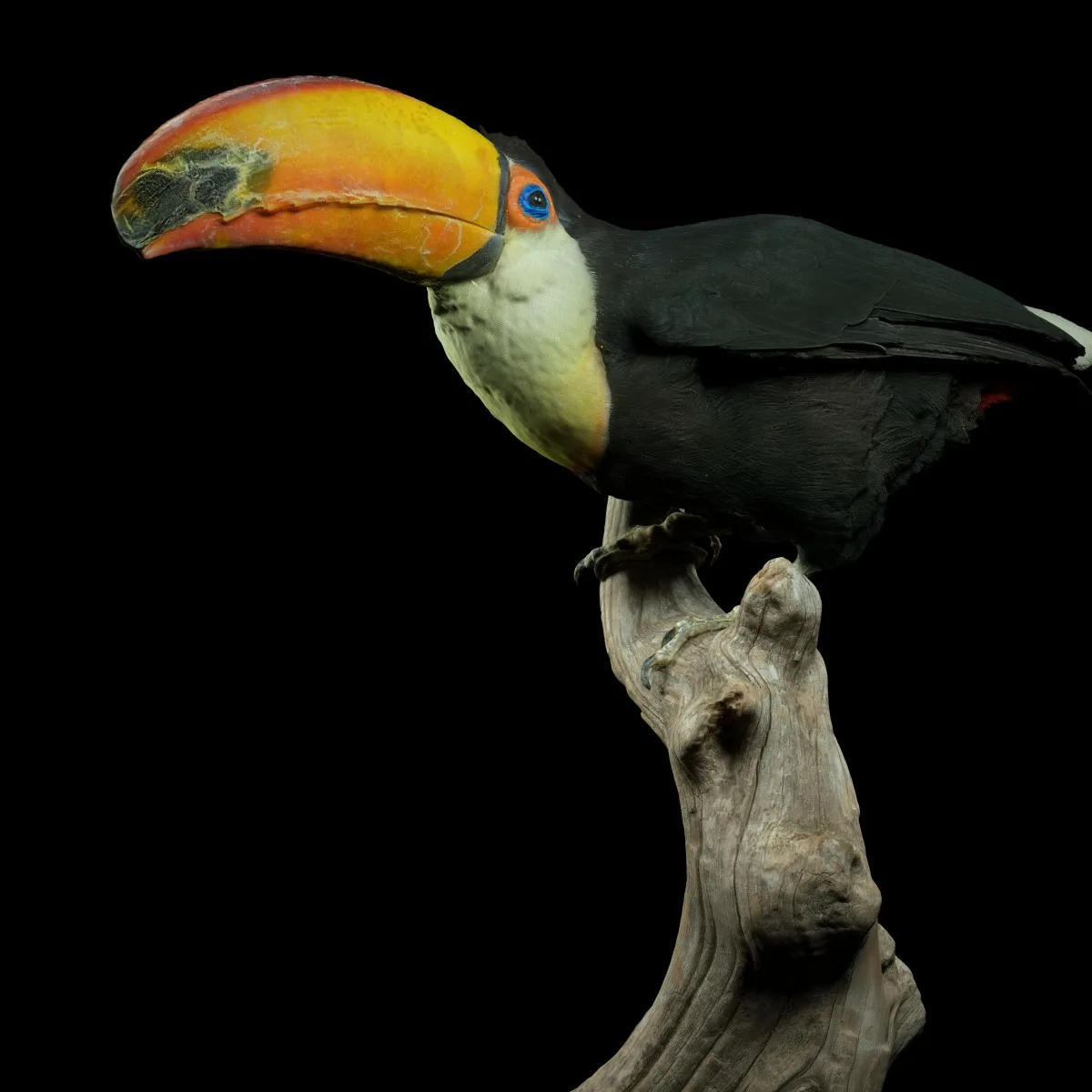 Toekan Ramphastidae Toucan Tucana Tucan