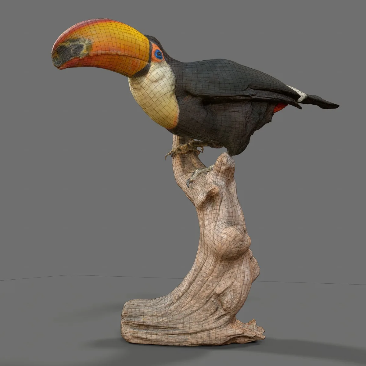 Toekan Ramphastidae Toucan Tucana Tucan