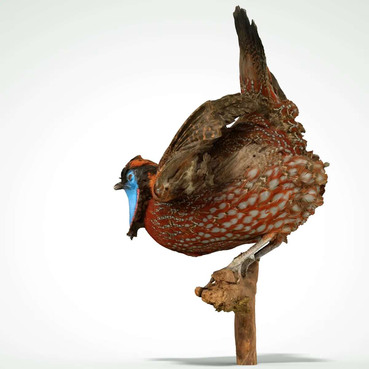 Tragopan Horned Pheasant Bird Phasianidae