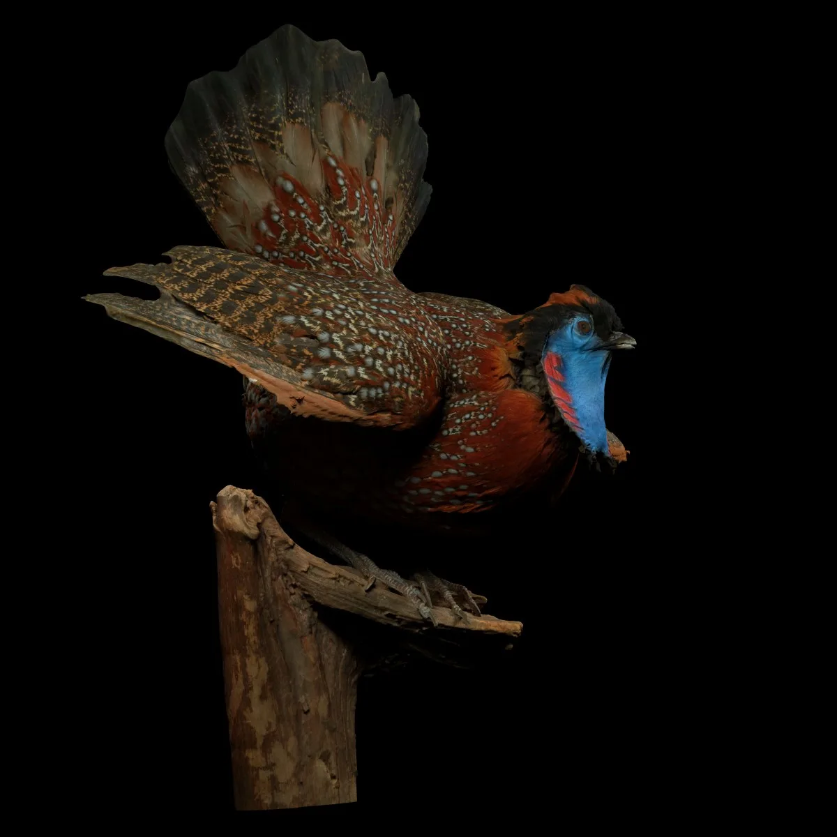 Tragopan Horned Pheasant Bird Phasianidae