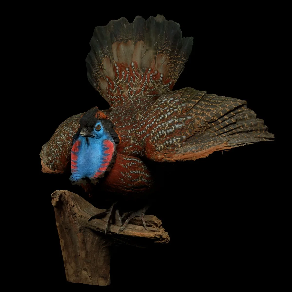 Tragopan Horned Pheasant Bird Phasianidae