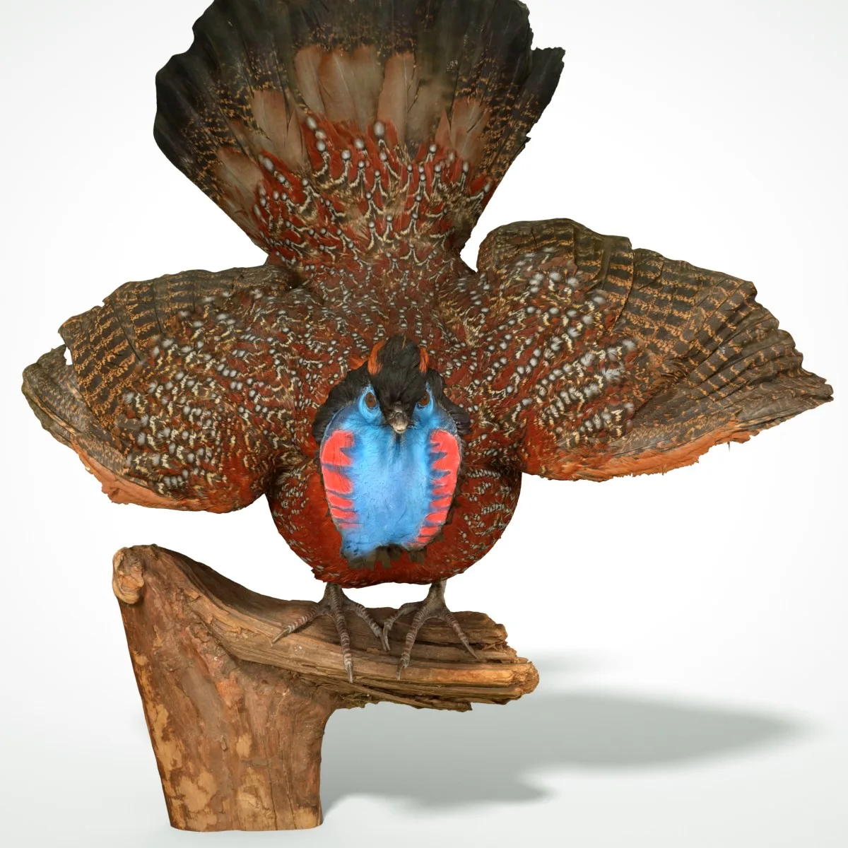 Tragopan Horned Pheasant Bird Phasianidae