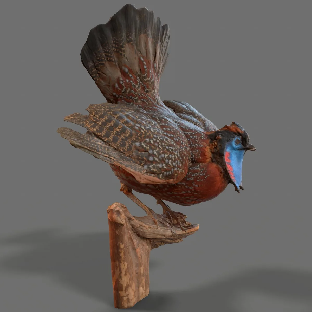 Tragopan Horned Pheasant Bird Phasianidae