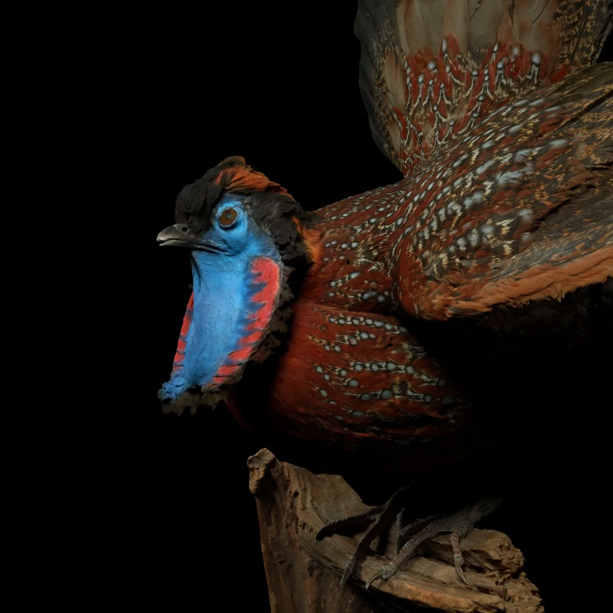 Tragopan Horned Pheasant Bird Phasianidae