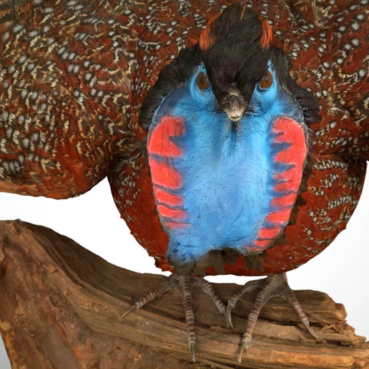 Tragopan Horned Pheasant Bird Phasianidae