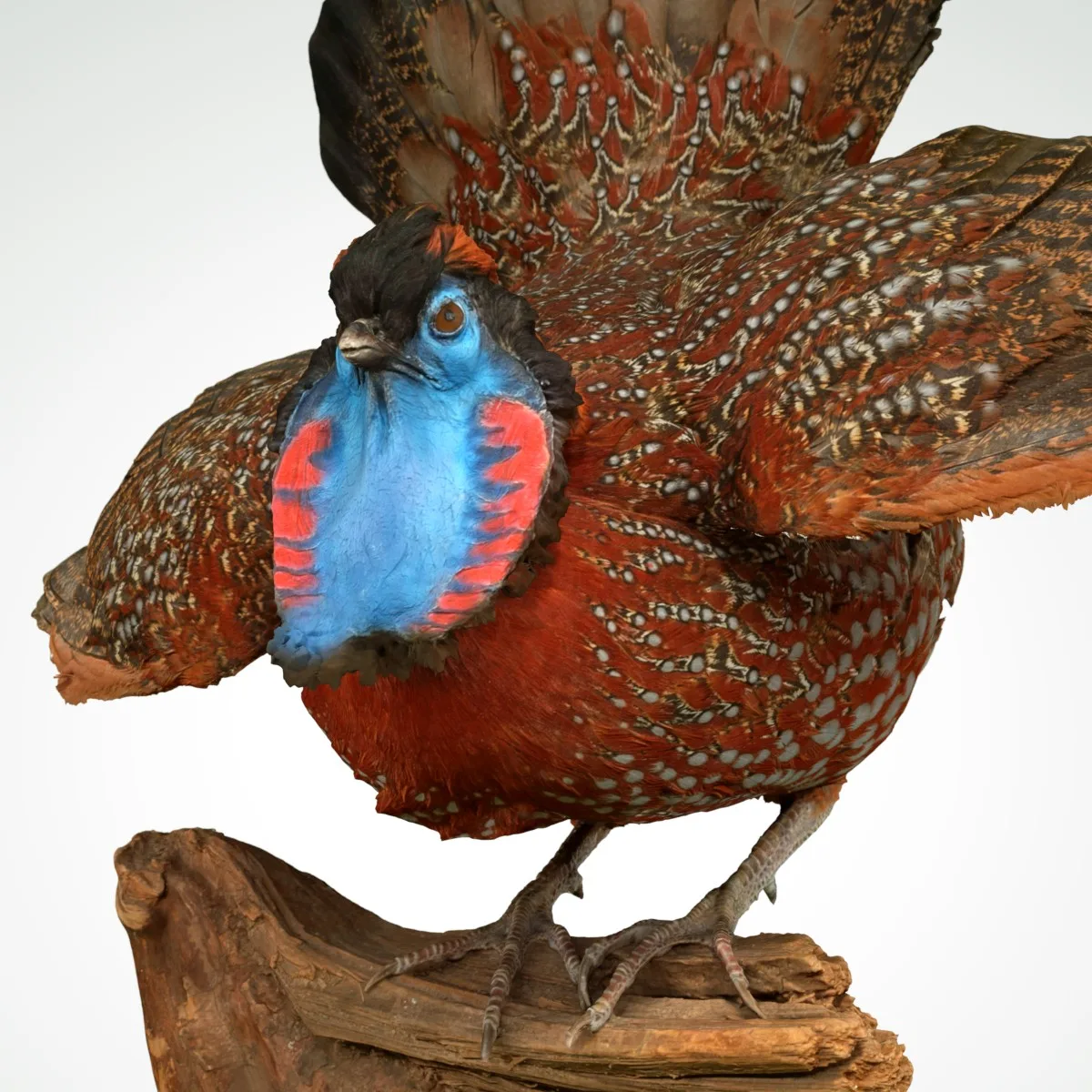 Tragopan Horned Pheasant Bird Phasianidae