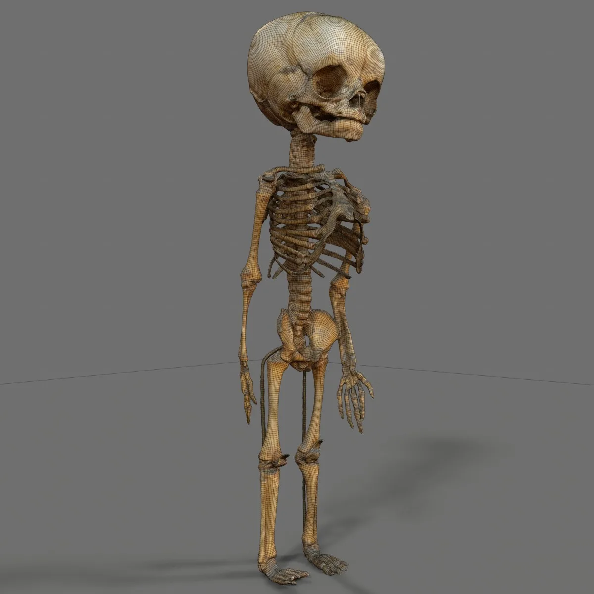 Unborn Human Baby Foetus Skeleton