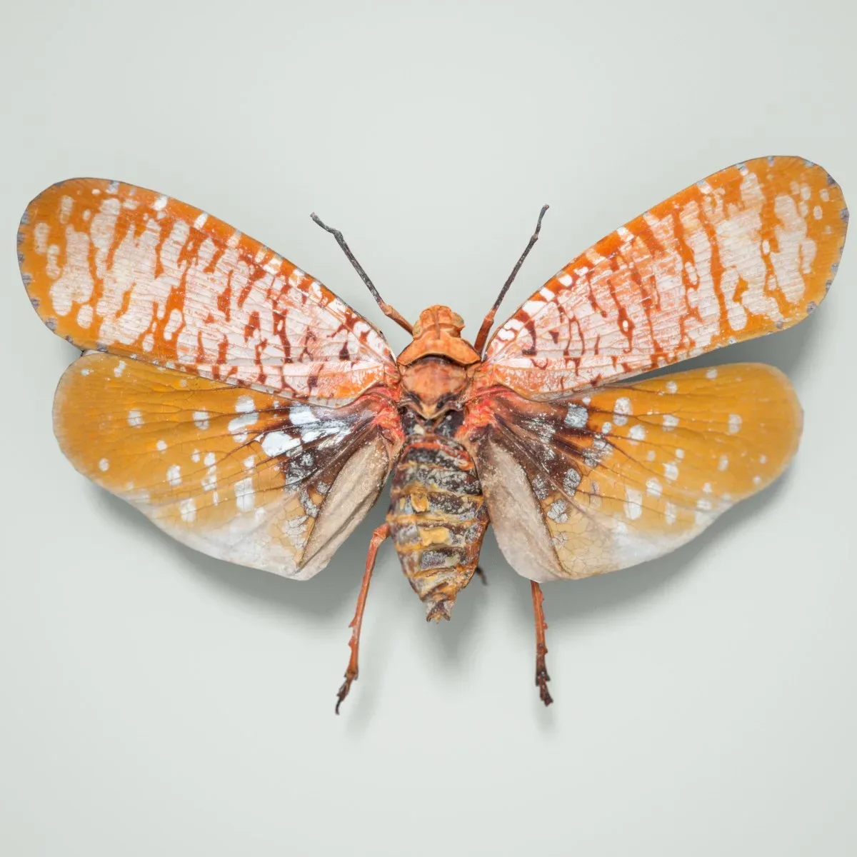 Aphaena Submaculata Cambodia Cicada Insect Butterfly Moth