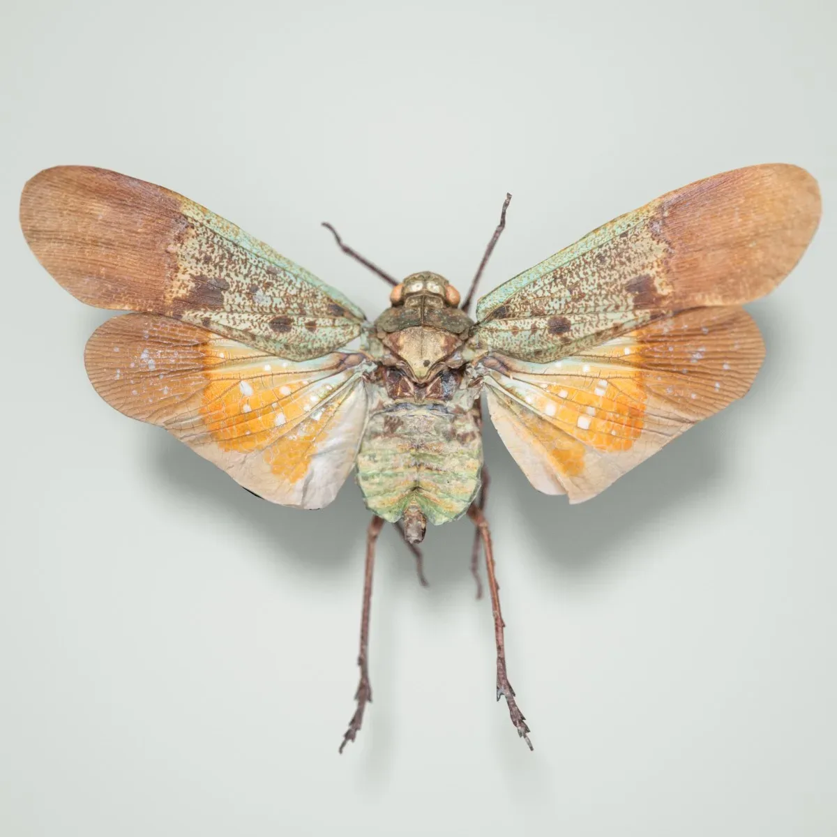 Penthicoides Farinosa Borneo Cicada Insect Butterfly Moth