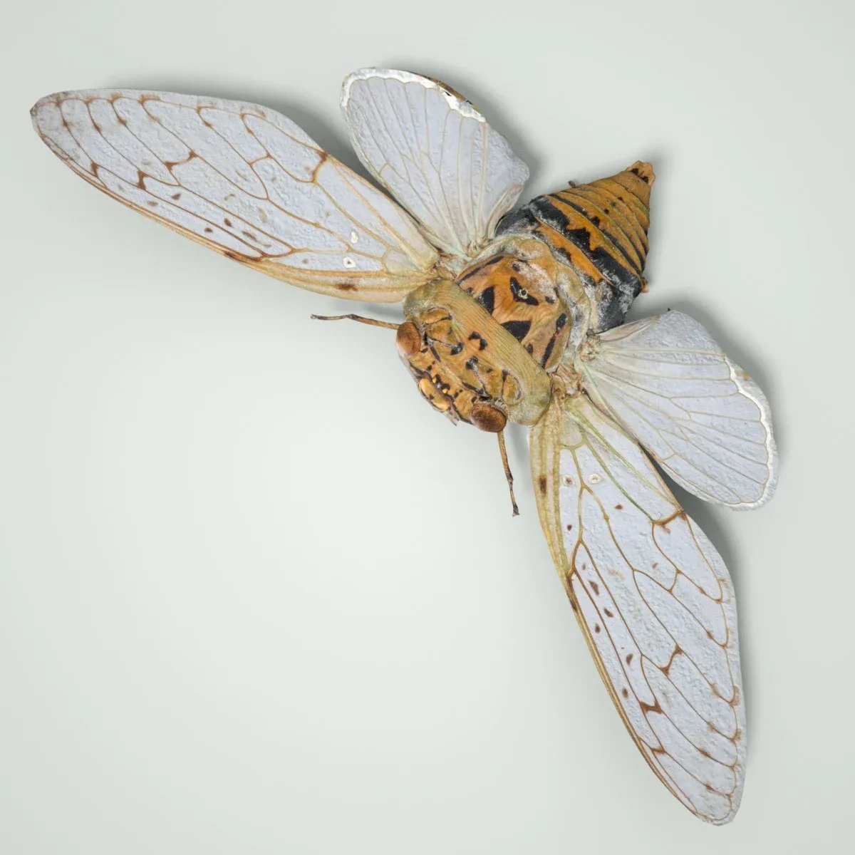 Platyloma Radah India Cicada Insect Butterfly Moth