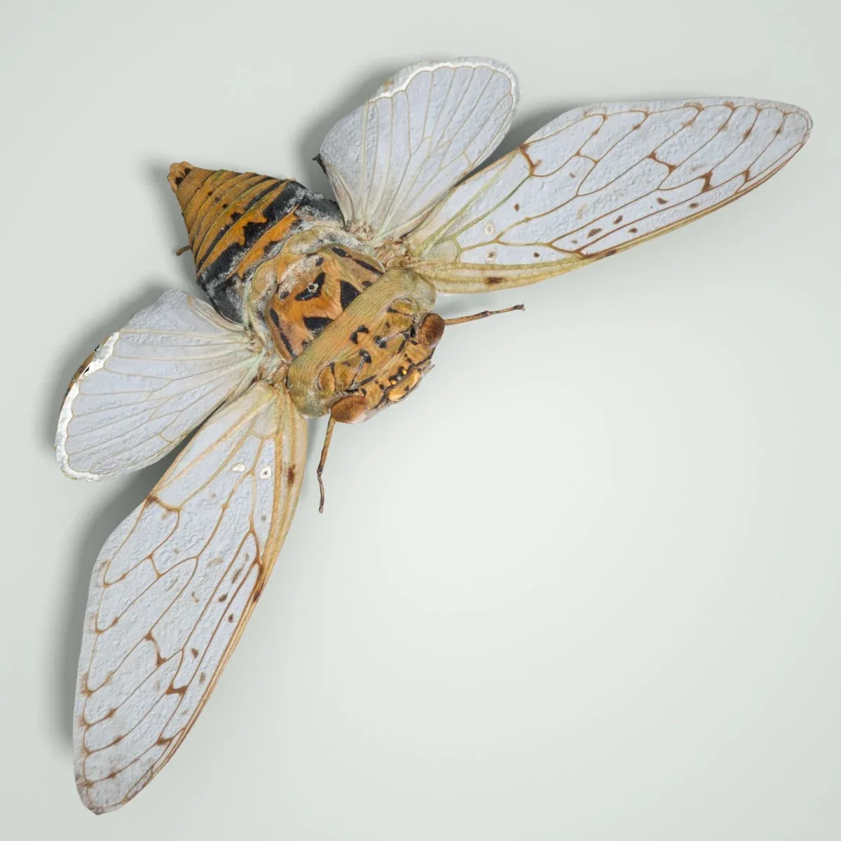 Platyloma Radah India Cicada Insect Butterfly Moth