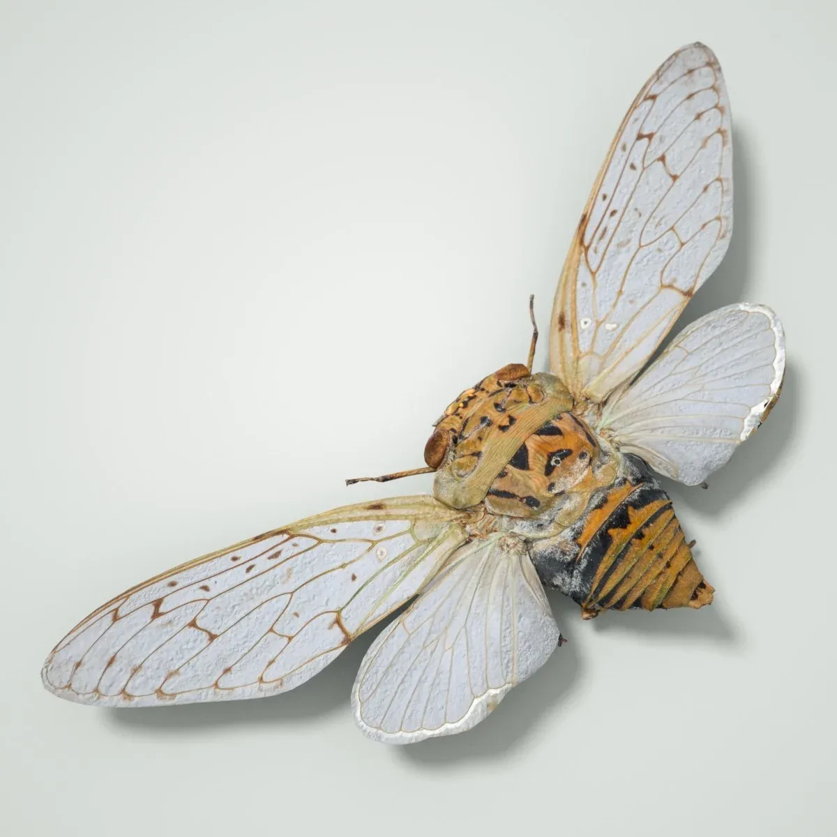 Platyloma Radah India Cicada Insect - FlippedNormals