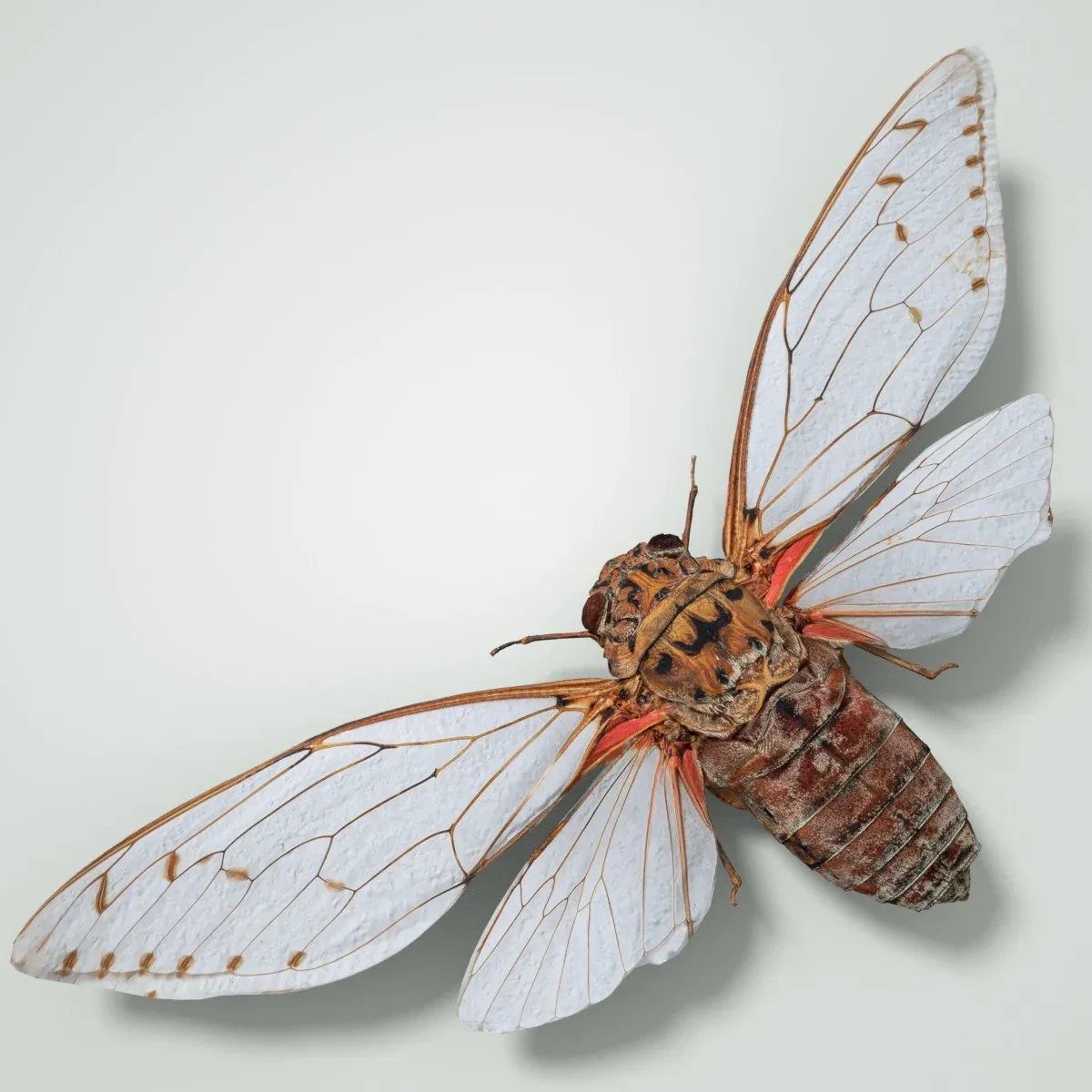 Pomponia Imperatoria Malaysia Cicada Insect Butterfly Moth