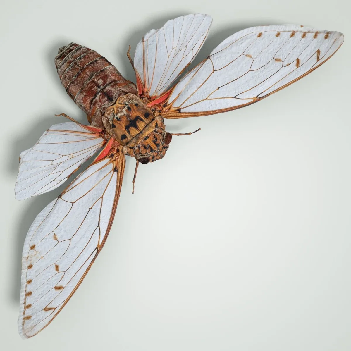 Pomponia Imperatoria Malaysia Cicada Insect Butterfly Moth