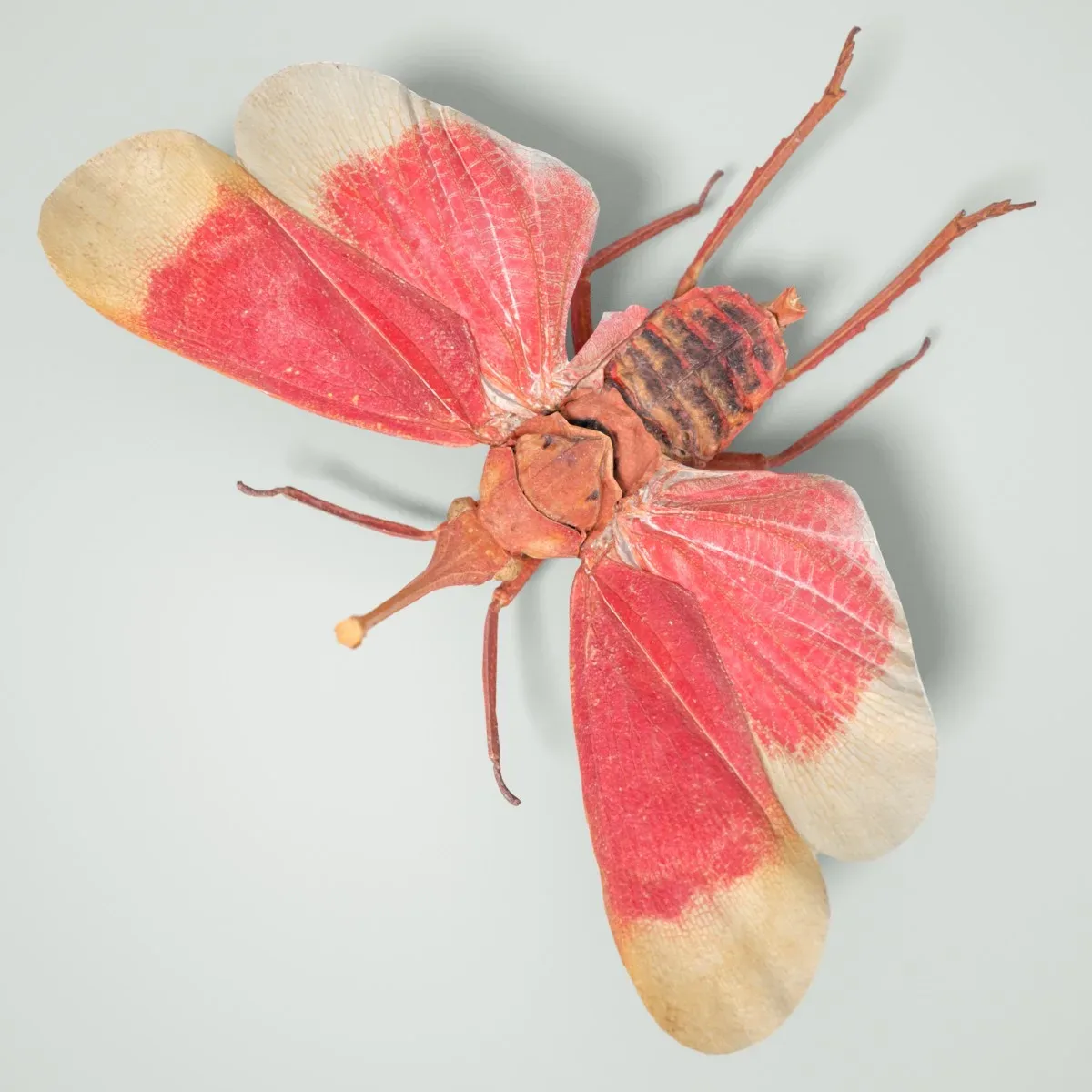 Pyrops Hamdjahi Peleng Cicada Insect Butterfly Moth