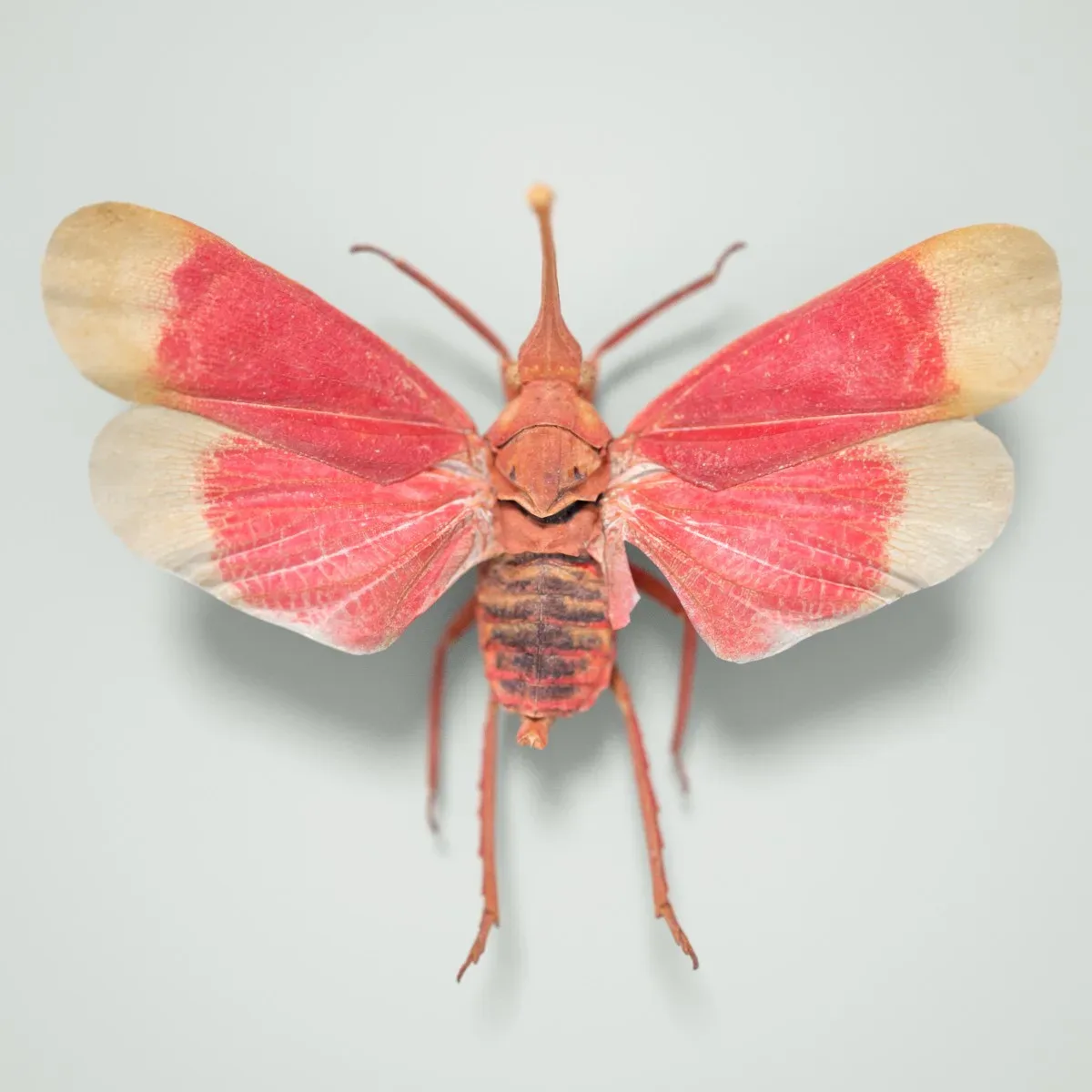 Pyrops Hamdjahi Peleng Cicada Insect Butterfly Moth