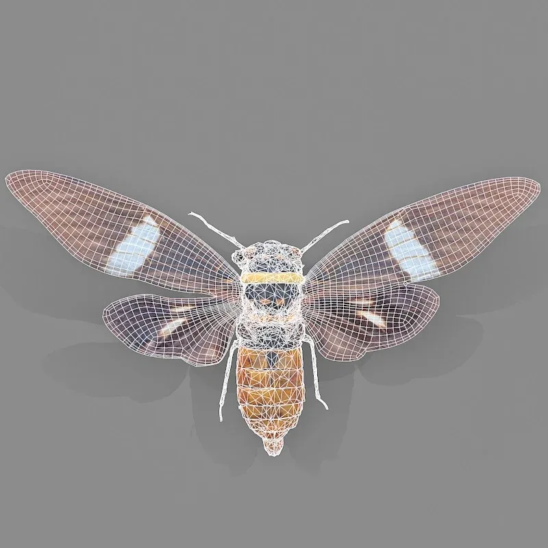 Tosena Fasciata Sumatra Cicada Insect Butterfly Moth