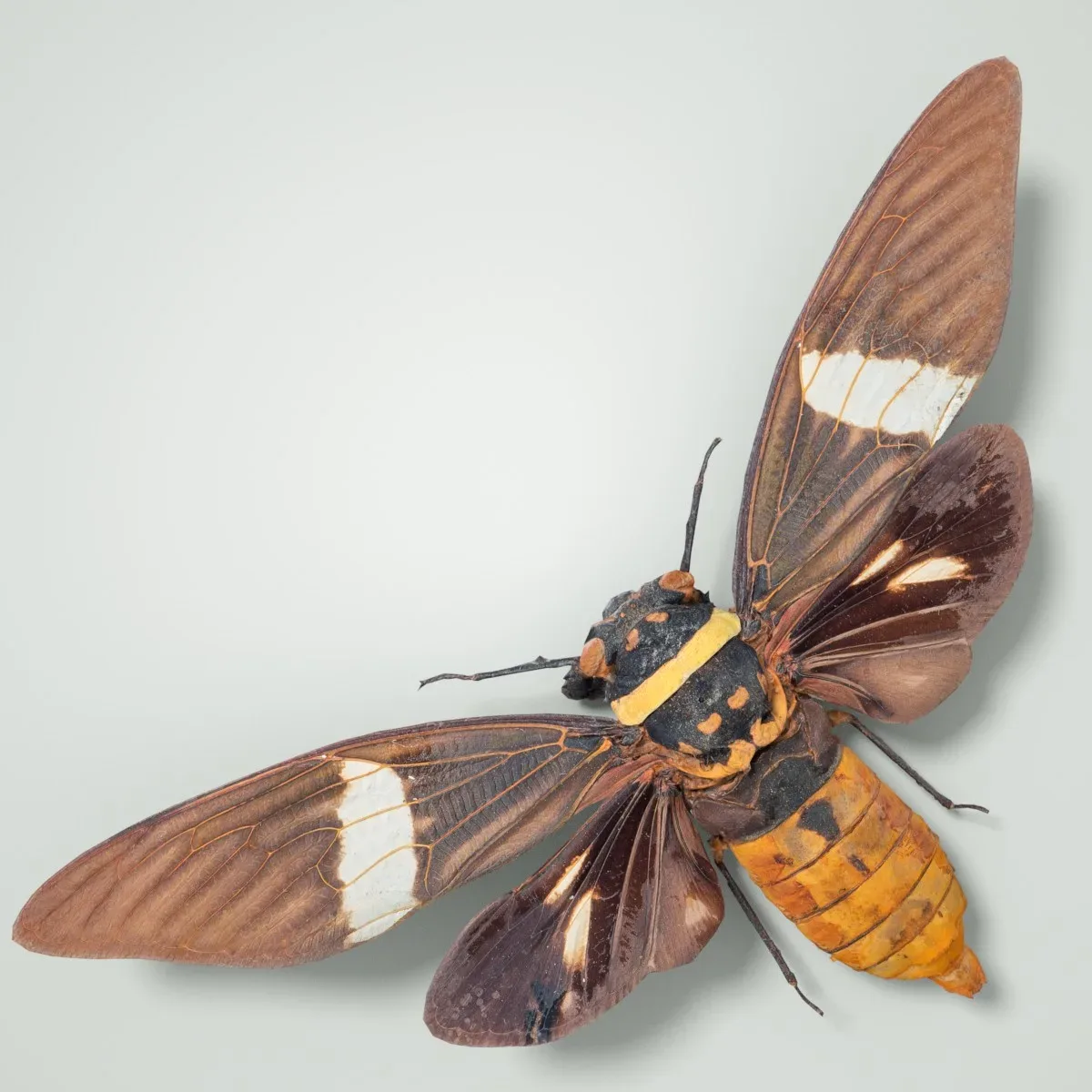 Tosena Fasciata Sumatra Cicada Insect Butterfly Moth