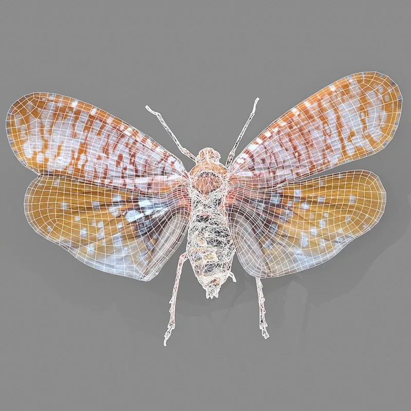 15 3D Scanned Cicadas Insect Collection