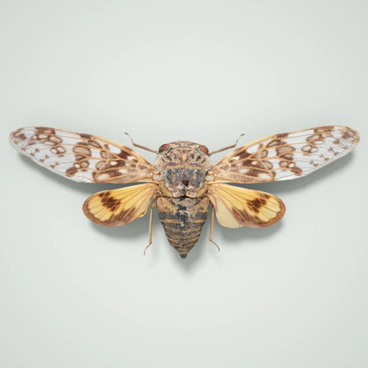 15 3D Scanned Cicadas Insect Collection