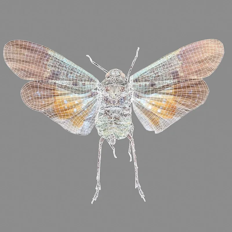 15 3D Scanned Cicadas Insect Collection