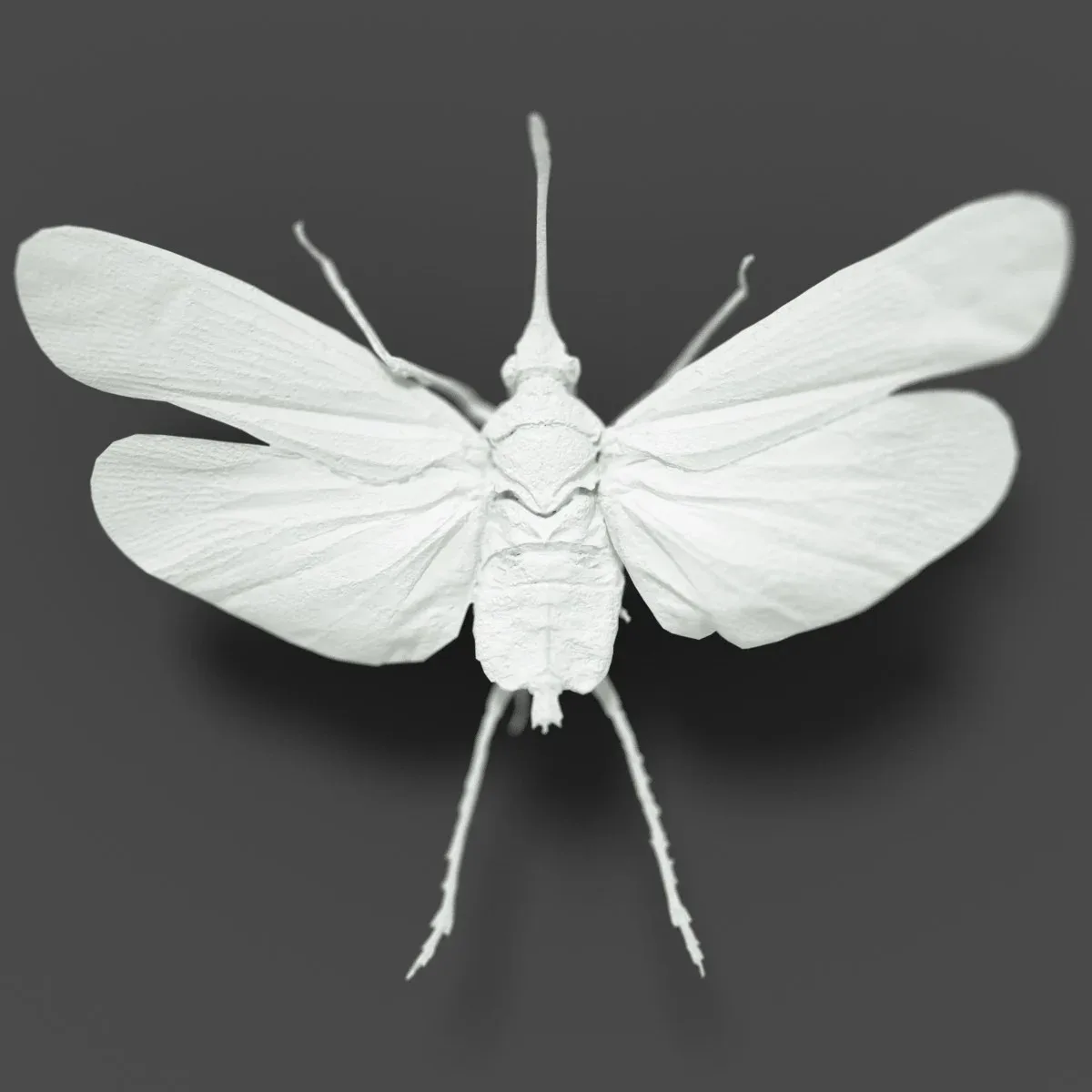 15 3D Scanned Cicadas Insect Collection