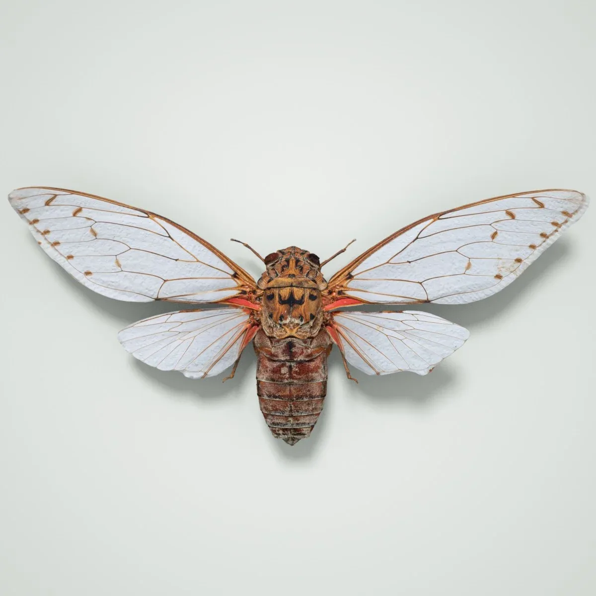 15 3D Scanned Cicadas Insect Collection