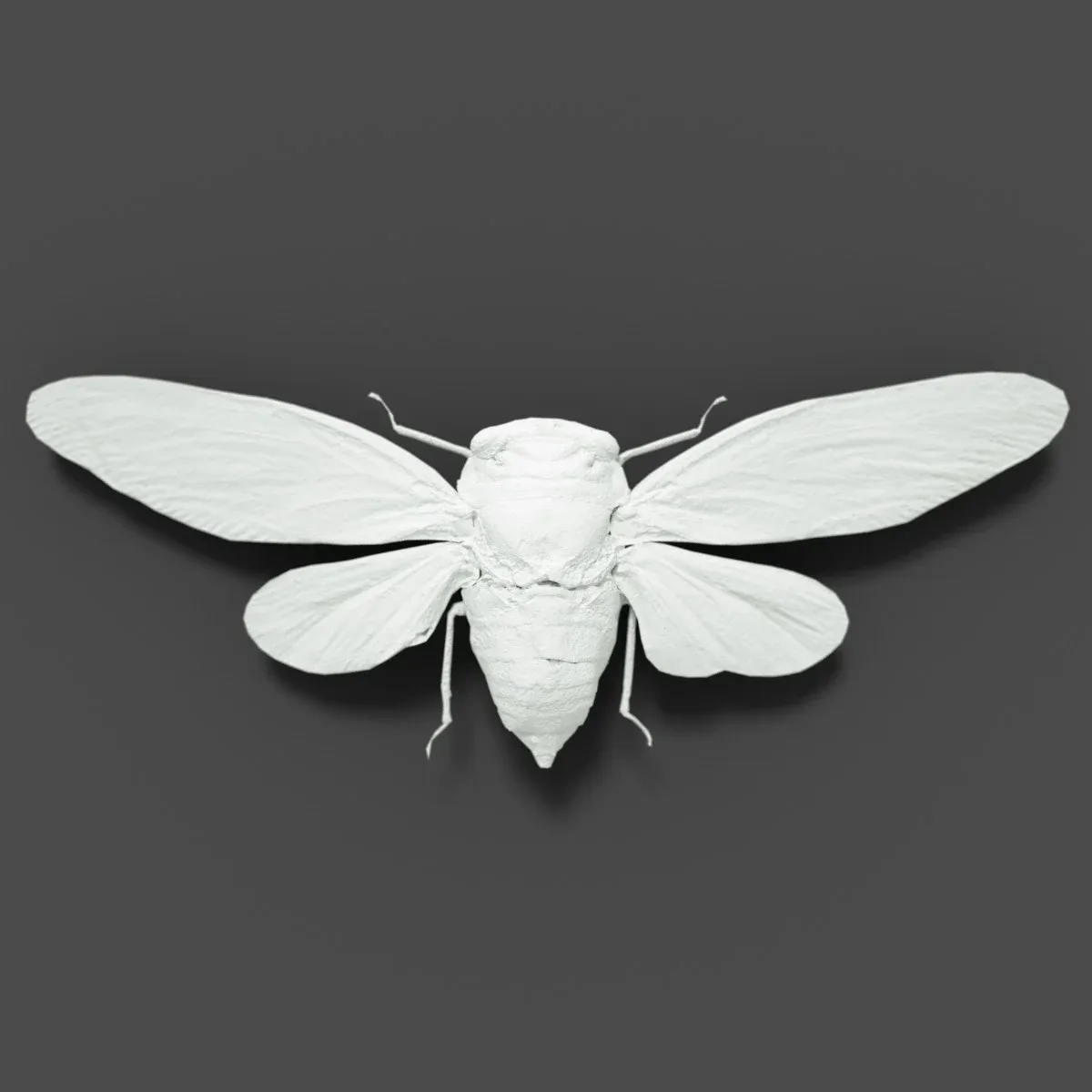 15 3D Scanned Cicadas Insect Collection