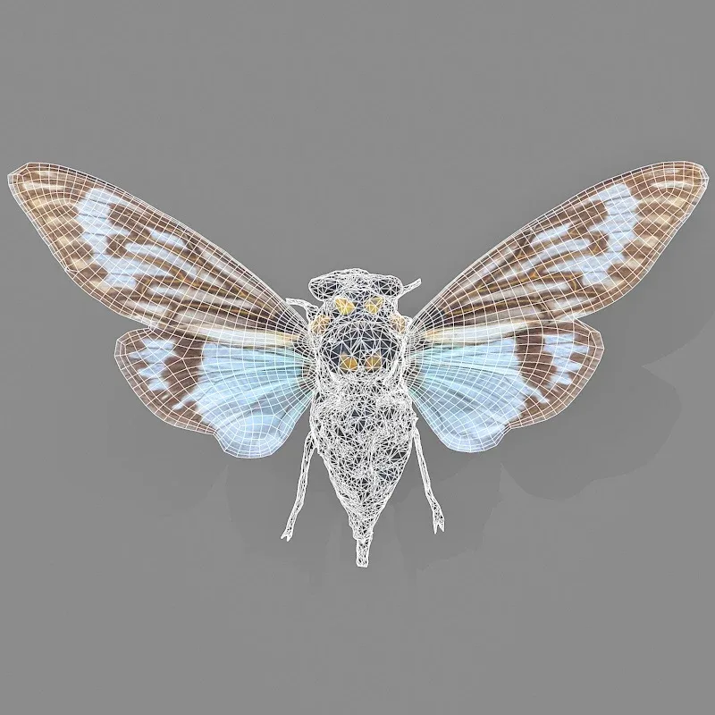 15 3D Scanned Cicadas Insect Collection