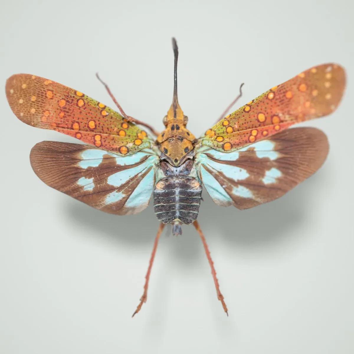 15 3D Scanned Cicadas Insect Collection