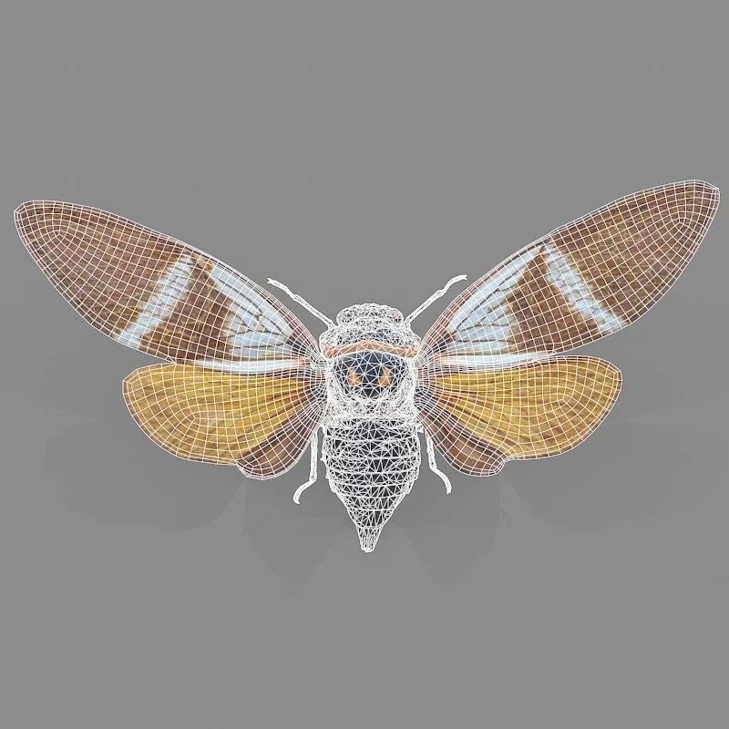 15 3D Scanned Cicadas Insect Collection